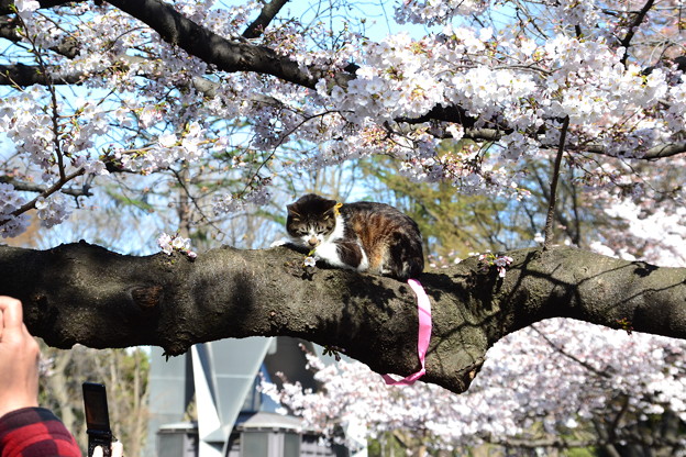 桜の木の上の猫 上野公園 4 4 写真共有サイト フォト蔵