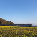 Photos: 不釣合いの美。