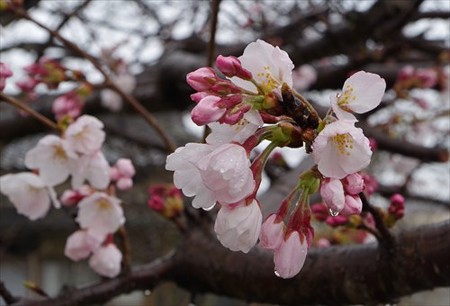 IMGP2469_0329