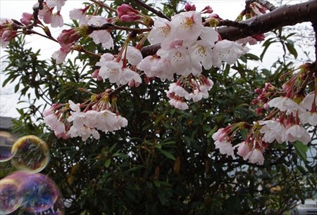 IMGP2498_0329