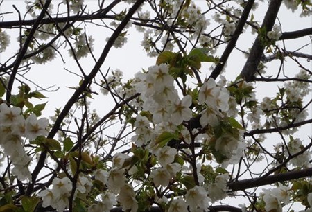 IMGP2538_0329