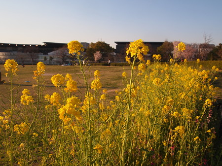 梅小路公園の菜の花04