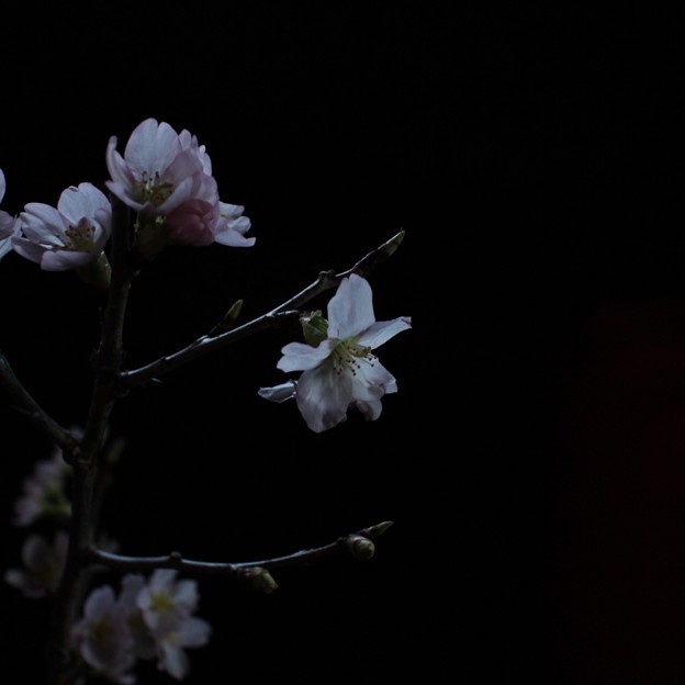 夜桜ふう