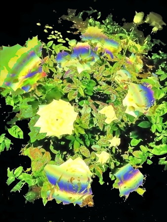 薔薇の言葉b