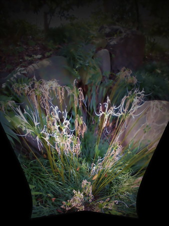 曼珠沙華-02