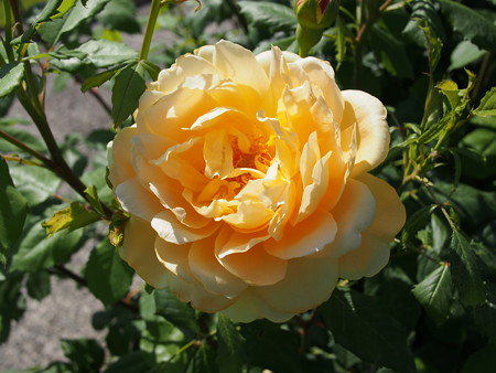P5050381