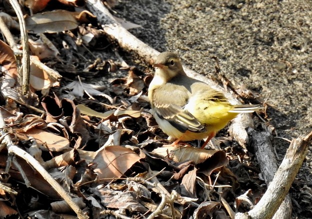 キセキレイ幼鳥 写真共有サイト フォト蔵