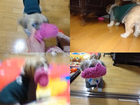 引っ張りっこ1
