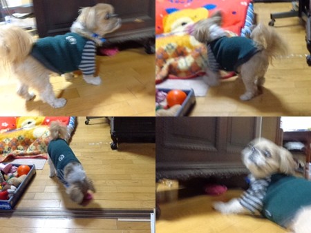 引っ張りっこ2