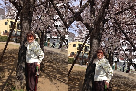 sakura2