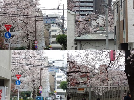 桜