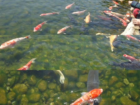 徳川園3