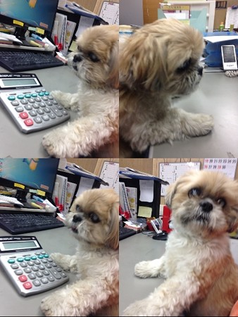 sigotowan