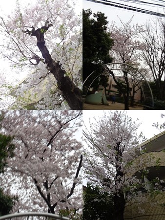 4/1桜
