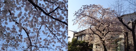 4/2桜