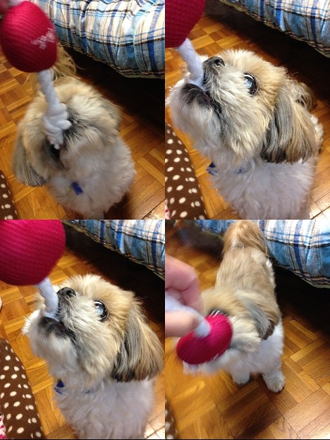 園遊会の日のトラッチ