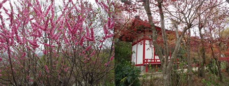 花見山公園園内