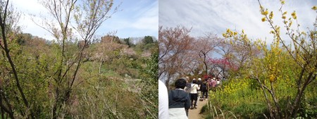 花見山公園散歩道
