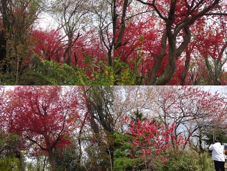 花見山公園赤