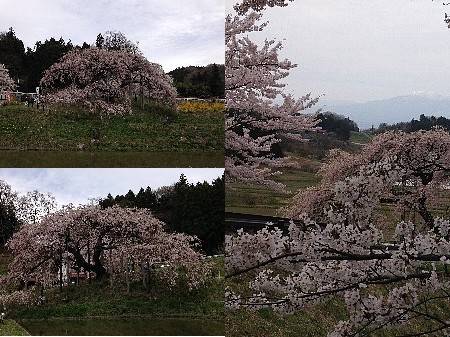 中島の地蔵桜