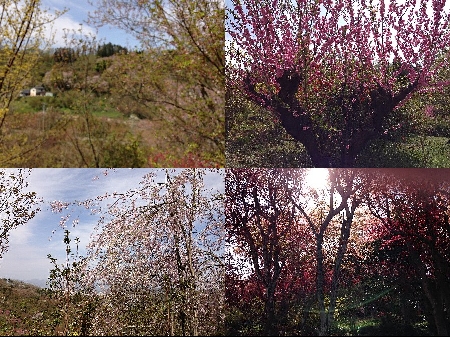 花見山