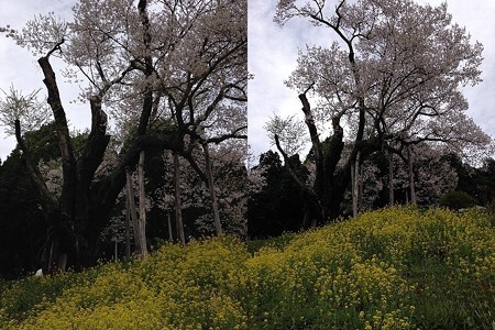 樹齢800年