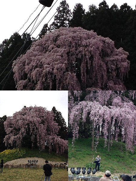 合戦場の桜