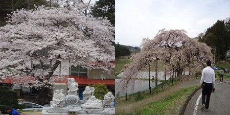 中島の地蔵桜2