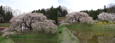 中島の地蔵桜3