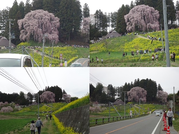 合戦場の桜
