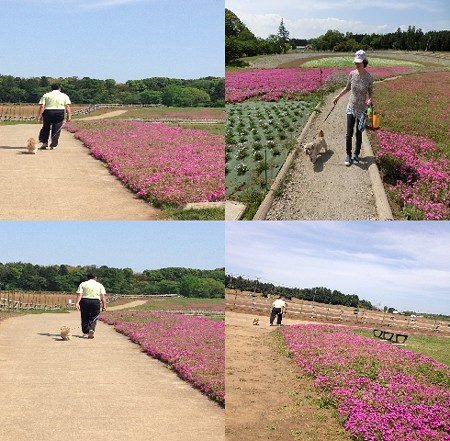 千葉の芝桜
