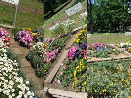 中央公園