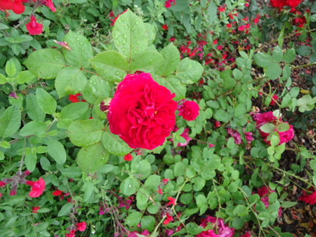 DSC09094