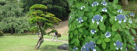 小石川後楽園2