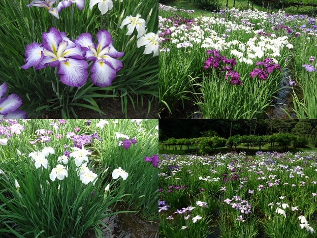 小石川後楽園花菖蒲