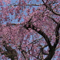 枝垂れ桜ー2