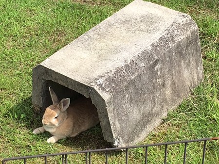 うさぎ　休憩中