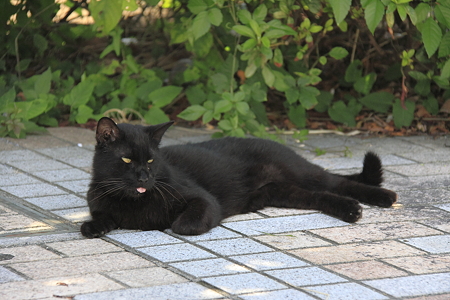 猫(4)