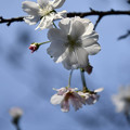 Photos: 十月桜咲く