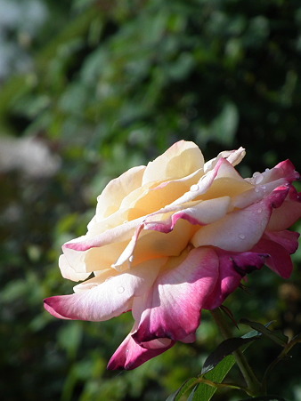 DSCF0227