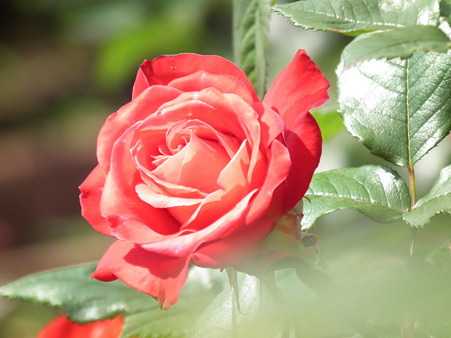 DSCF0317
