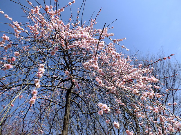 DSCF0107