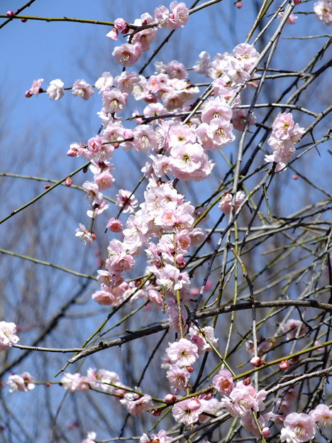DSCF0110