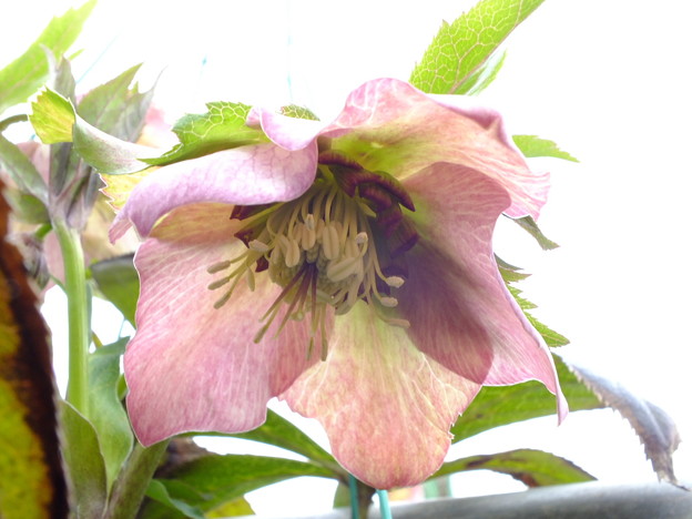 DSCF0056