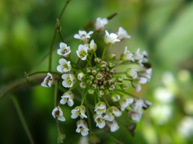 DSCF0291
