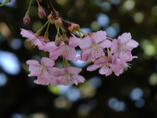 DSCF0058
