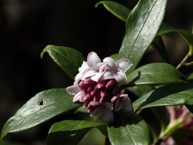 DSCF0279