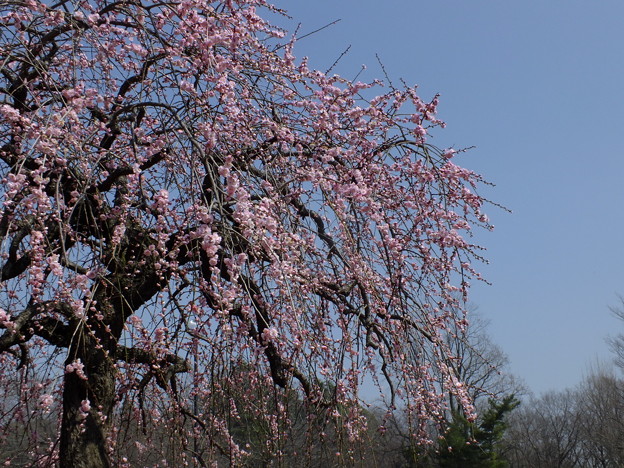 DSCF0155