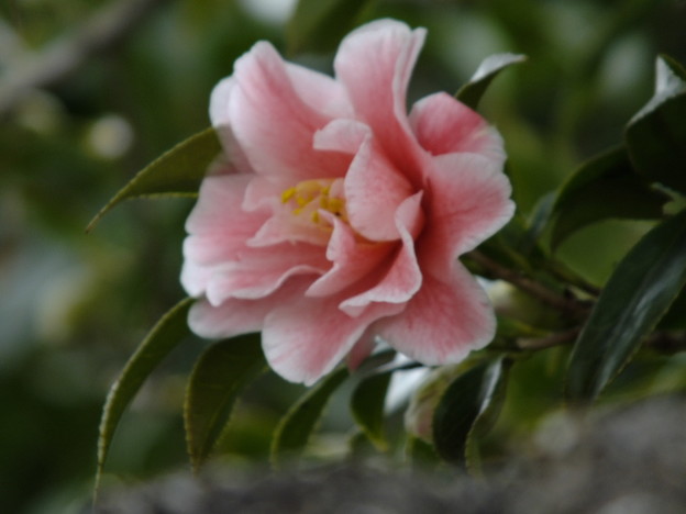 DSCF0307