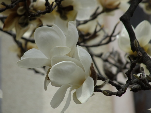 DSCF0325